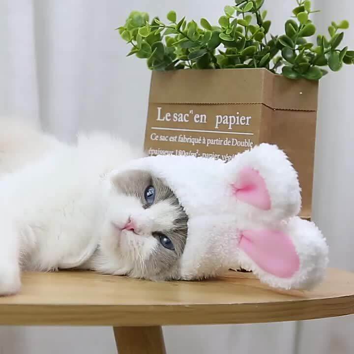 Cat on sale accessories lazada