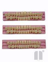 โมเดลฟัน สำหรับศึกษา งานประดิษฐ์ สี medium