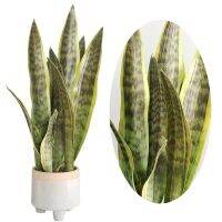 【cw】 ArtificialPlants Plastic Fake Flowers 4Sansevieria Colorful AndEasySuitable ForDecoration