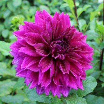 เหง้า หัวไม้ ดอกรักเร่ หรือดอกดาห์เลีย (Dahlia)  Dahlia Purple Plate ดอกใหญ่ สินค้านำเข้า เหง้าแข็งแรงใหญ่ ผ่านการแช่เย็นมาแล้ว พร้อมปลูก และ ออกดอก ดอกรักเร่นั้นมีความหมายถึง ความสูงศักดิ์ ความสง่างาม ตลอดกาล