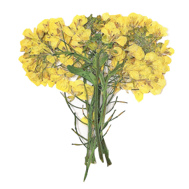 12 Mẫu Hoa Khô Hoa Cole Ép Hoa Thật Keo Dán Tay Tự Làm Đồ Thủ Công Nến Hoa  Khô Nghệ Thuật Làm Móng | Lazada.Vn