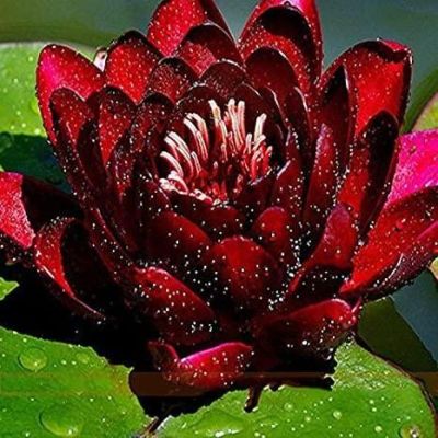 เมล็ดบัว 5 เมล็ด ดอกสีแดง เข้ม ดอกใหญ่ ของแท้ 100% เมล็ดพันธุ์บัวดอกบัว ปลูกบัว เม็ดบัว สวนบัว บัวอ่าง Lotus seeds.
