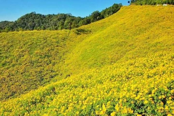 บัวตอง-เมล็ดพันธุ์ดอกบัวตอง-mexican-sunflower-weed-seeds-บรรจุ10-เมล็ด-10-บาท