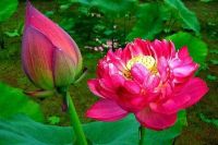 เมล็ดบัวดอกสีแดง บัวหลวงสีแดงนำเข้า Red Peony Lotus เมล็ด Waterlily seeds. 8 ดอกใหญ่ ของแท้ 100% เมล็ดพันธ์ุบัว ดอกบัว ปลูกบัว เม็ดบัว สวนบัว