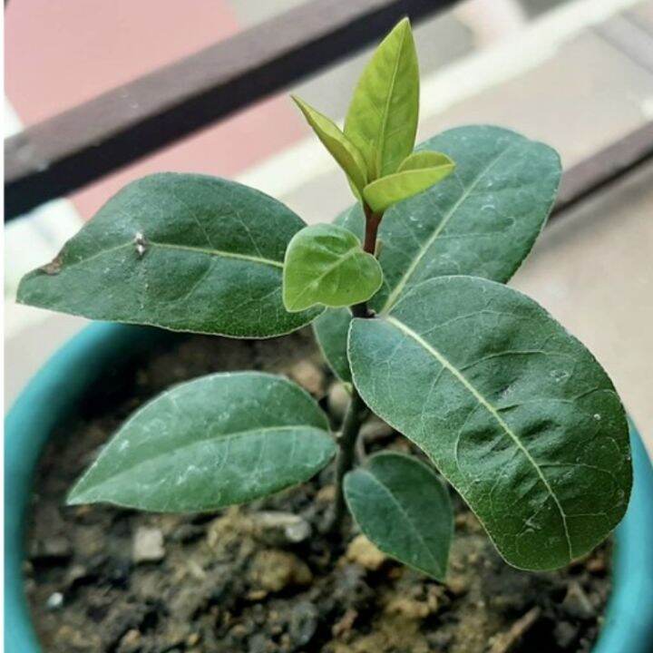 Bay Leaf Seeds Laurel Plant Bayleaf Tree Seeds Lazada PH