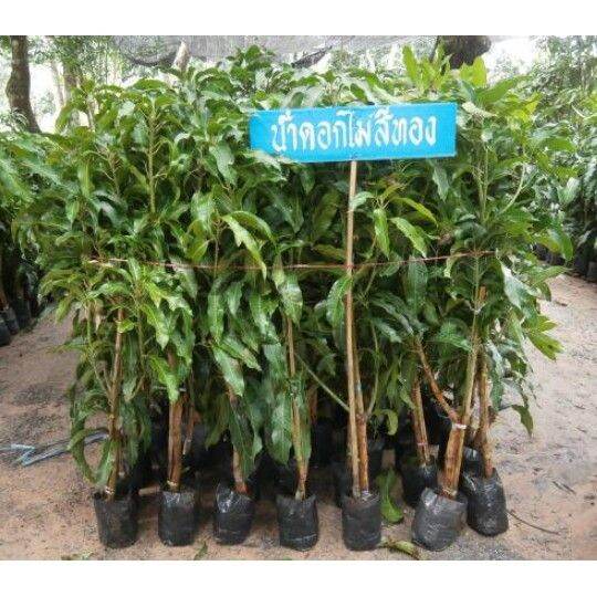 ต้นกล้ามะม่วงน้ำดอกไม้ออกดอกไว-ติดผลเร็วและเยอะ-ผลใหญ่-หวานฉ่ำ-หอมอร่อย-ทาบกิ่งสูง-60-80ซม