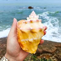 （READYSTOCK ）? Natural Conch Big Carmine Screw Shell Creative Home Decorations Decoration Fish Tank Aquarium Landscape Shooting Props Pink YY