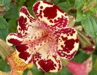 เมล็ดพันธุ์ มิมิวลัส / ไทเกอร์ มังกี้ mimulus tigrinus tiger monkey 400 เมล็ด เมล็ดพันธุ์นำเข้าจาก อังกฤษ