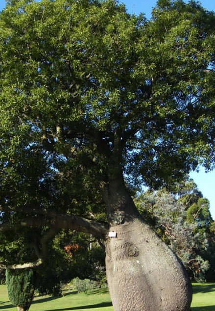 ต้นขวด-brachychiton-rupestris-ใบเรียว-ไม้เพาะเมล็ดนำเข้า-สูง-20-40-ซ-ม