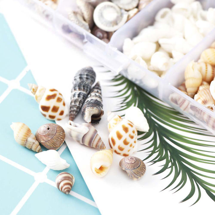 ck-about-100pcs-box-natural-conch-shells-aquarium-landscape-seashells-crafts-decor