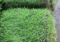 ขายส่ง 1 กิโลกรัม เมล็ดหญ้าญี่ปุ่น Japanese Lawn Grass หญ้าปูสนาม สนามหญ้า พืชตระกูลหญ้า เมล็ดพันธ์หญ้า ชนิดหญ้า สนามหญ้าและสวน