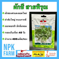 ผักซอง ศรแดง ผักชี สายพิรุณ จำนวน 400 เมล็ด/ซอง เมล็ดพันธุ์ ลอตใหม่ กอต้นใหญ่ มีกลิ่นหอม แข็งแรง แตกกอดี ออกดอกช้า ระยะเก็บเกี่ยว 45 วัน