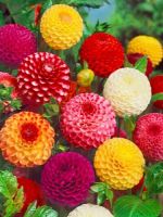 1 เหง้า/ชุุด รักเร่ Dahlia Bulb สายพันธุ์ Pompon หัวรักเร่ ดอกไม้ ดอกรักเร่ เหง้า นำเข้า ยุโรป หัวสดใหม่ ผ่านการแช่เย็นแล้ว