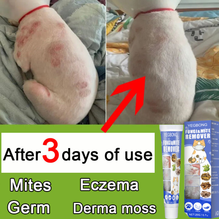 can dogs have eczema or psoriasis