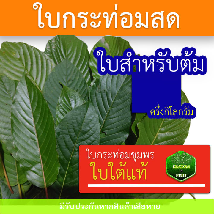 ใบกระท่อม-สด-ชุมพร-ใบต้มสวย-1-กก-89-บาท-ราคาถูก