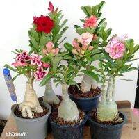 10 เมล็ด เมล็ดพันธุ์ ชวนชม สายพันธุ์ฮอลแลนด์ คละสี Adenium Seed กุหลาบทะเลทราย Desert Rose ราชินีบอนไซ อัตราการงอก 80-90% มีคู่มือปลูก