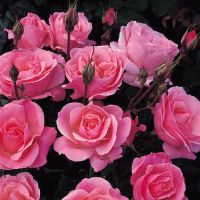 28 เมล็ด เมล็ดพันธุ์ กุหลาบพวง Floribunda Rose Seeds สีชมพู ดอกหอม นำเข้าจากต่างประเทศ พร้อมคู่มือ เมล็ดสดใหม่ Garden Seed