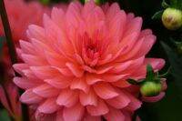 1 หัว /ชุุด เหง้า ต้นรักเร่ Dahlia Bulb สายพันธุ์ Karma Fuchsiana สีชมพู หัวรักเร่ ดอกไม้ ดอกรักเร่ รักแรกพบ เฟิร์สเลิฟ ดอกไม้นำเข้า พร้อมให้ดอก