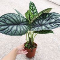 ( PRO+++ ) โปรแน่น.. อโลคาเซีย ดราก้อนเสกล Alocasia Dragon Scale ราคาสุดคุ้ม พรรณ ไม้ น้ำ พรรณ ไม้ ทุก ชนิด พรรณ ไม้ น้ำ สวยงาม พรรณ ไม้ มงคล