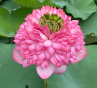 5 เมล็ด บัวนอก บัวนำเข้า บัวสายพันธุ์ TOWER OF DAY AND NIGHT LOTUS สีชมพู สวยงาม ปลูกในสภาพอากาศประเทศไทยได้ ขยายพันธุ์ง่าย เมล็ดสด