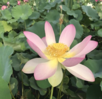 5 เมล็ด บัวนอก บัวนำเข้า บัวสายพันธุ์ SACRED LOTUS สีชมพู ขาว สวยงาม ปลูกในสภาพอากาศประเทศไทยได้ ขยายพันธุ์ง่าย เมล็ดสด