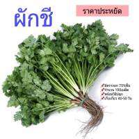 เมล็ดพันธุ์ผักชี ชุดราคาประหยัด พร้อมคำแนะนำการปลูก