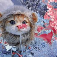 Cat Lion Headgear Cute Little Hat Rabbit Ears Funny Up Wig Christmas Pet J7H0 Dress Costumes L4Q4