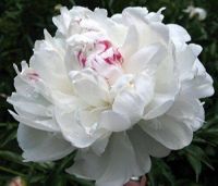 20 เมล็ด เมล็ดโบตั๋น ดอกโบตั๋น ดอกพีโอนี (Peony) สีขาว White Peony ดอกไม้นี้​เป็นสัญลักษณ์ของความมั่งคั่งร่ำรวย ความซื่อสัตย์ อัตรางอก 70-80%