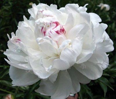 10 เมล็ด เมล็ดโบตั๋น ดอกโบตั๋น ดอกพีโอนี (Peony) สีขาว White Peony ดอกไม้นี้​เป็นสัญลักษณ์ของความมั่งคั่งร่ำรวย ความซื่อสัตย์ อัตรางอก 70-80%