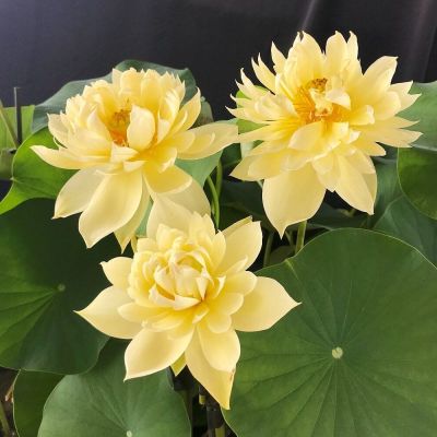 เมล็ดบัว 5 เมล็ด ดอกสีเหลือง ดอกใหญ่ ของแท้ 100% เมล็ดพันธุ์บัวดอกบัว ปลูกบัว เม็ดบัว สวนบัว บัวอ่าง Lotus Seed