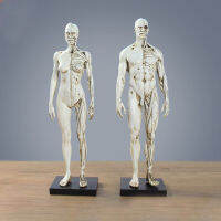 Male or Female Human Anatomical Model Art Anatomical Figure White 11 Inch