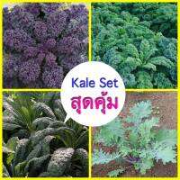 สุดคุ้ม Kale คะน้าใบหยิก เขียว-แดง ใบยาว   พร้อมวิธีการปลูก อัตราการงอกสูง