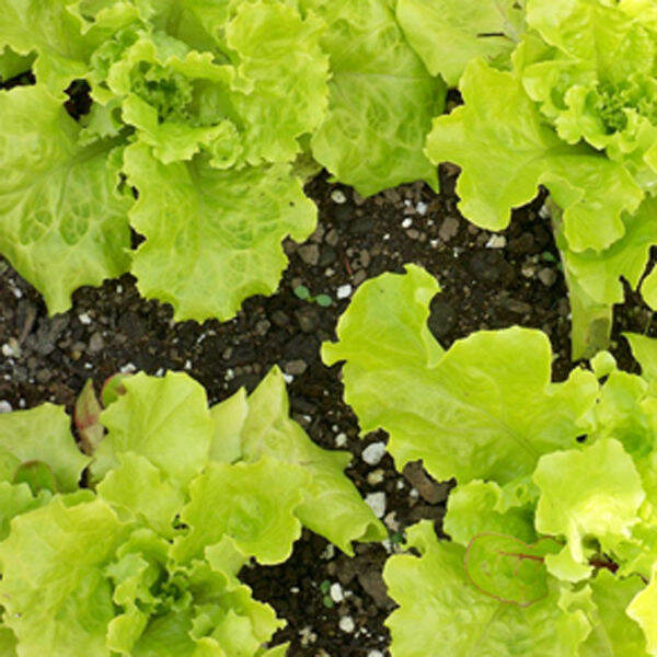 Black Seeded Simpson Lettuce Seeds Lettuce Black Seeded Heirloom
