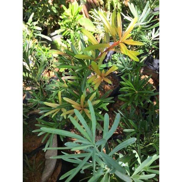 Pokok Podocarpus real plant hotselling indoor outdoor exotic rare ...