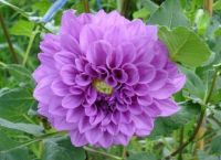 1 หัว/ออเดอร์ รักเร่ Dahlia Bulb สายพันธุ์ Dah. Doitung Pretty หัวรักเร่ ดอกไม้ หัวหน่อ นำเข้า เหง้า เนเธอร์แลน หัวสดใหม่