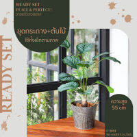 Homequarterbkk-Lively Set-Bon ต้นบอน ชุด เซท เซ็ทพร้อมโชว์ ของตกแต่งบ้าน ต้นไม้ปลอม พร้อมกระถางสังกะสีลายพลีท ราคาต่อ 1 ชุด