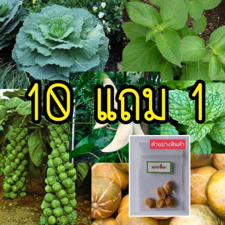 เมล็ดพันธุ์ผัก-บรรจุซองซิป-ซื้อ-10-แถม-1-คละได้-ชุดที่-2