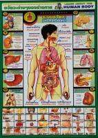 โปสเตอร์ความรู้ อวัยวะต่าง ๆ ของร่างกาย