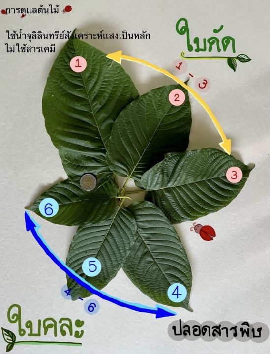 ใบกระท่อมก้านแดงปทุมธานี-ใบคัด-ใบคละ-ใบเศษ-ปลอดสารพิษ