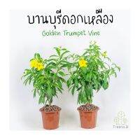 Treeno.9 T341 บานบุรีดอกเหลือง (Golden Trumpet Vine) ถุง  8 นิ้ว สูง 60-70 cm. ดอกไม้มงคล ดอกใหญ่ ออกดอกตลอดทั้งปี (ต้นไม้)