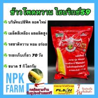 สุดพิเศษ ข้าวโพดหวาน ไฮบริกซ์59 ขนาด 1 กิโลกรัม  ข้าวโพด ลอตใหม่ หมดอายุ 06/2566 งอกดี เมล็ดสีเหลือง หวาน นุ่ม หอม อร่อย สุดคุ้ม