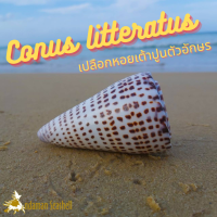 Andaman seashell เปลือกหอย เต้าปูนตัวอักษร  (Conus litteratus)