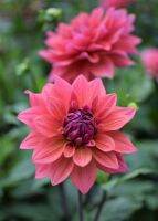 1 หัว /ชุุด เหง้า ต้นรักเร่ Dahlia Bulb สายพันธุ์ Hall of Fame สีแดง หัวรักเร่ ดอกไม้ ดอกรักเร่ รักแรกพบ เฟิร์สเลิฟ ดอกไม้นำเข้า พร้อมให้ดอก