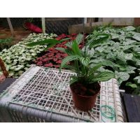 NEW++ คล้าวิททาทา (Calathea Vittata) ต้นไม้ตกแต่งบ้าน ราคาถูกสุดๆ ต้นไม้ ฟอก อากาศ กระถาง ต้นไม้ ไม้ ประดับ ต้นไม้ ปลูก ใน บ้าน