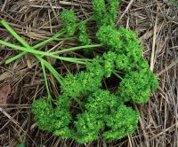 เมล็ดพันธุ์ พาร์สเลย์ใบหงิก (Moss Curled Parsley Seed)  คุณภาพดี ราคาถูก ของแท้ 100 %