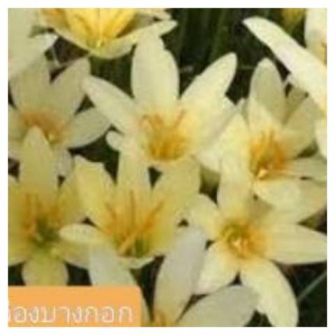 บัวดิน-คละ7สี30หัวแยกสีให้-ปลูกง่าย-ปลูกเป็นทุ่งสวยงาม-หัวพันธ์