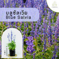 Treeno.9 T412 บลูซัลเวีย - ไม้จัดสวน (Blue Salvia) ถุง 6 นิ้ว / สูง 50-60 ซม. / ไม้ประดับ ไม้ดอก (ต้นไม้)