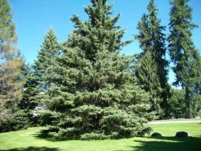 เมล็ดพันธุ์ Picea glauca white spruce 10 เมล็ด เมล็ดพันธุ์นำเข้าจาก อังกฤษ