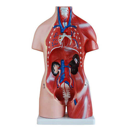 anatomy-model-nk-205-หุ่นจำลองมนุษย์ครึ่งตัว-สลับเปลี่ยนเพสได้-แสดงอวัยวะภายใน-ขนาด-45-เซนติเมตร-ถอดประกอบได้-23-ชิ้น