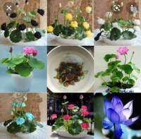 ปลูกง่าย ปลูกได้ทั่วไทย 20pcs/bag Lotus Water Lily Bonsai Seed Garden Hobbies Multiple Colour Flower Seeds